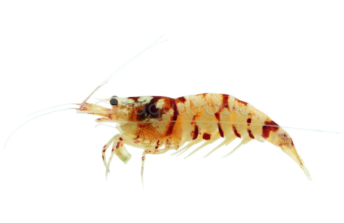 Red Tiger Shrimp :: 20024