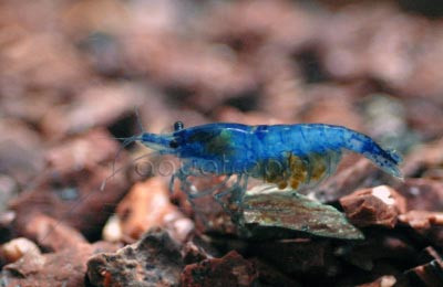 Blue Variant Rili Shrimp :: 20025