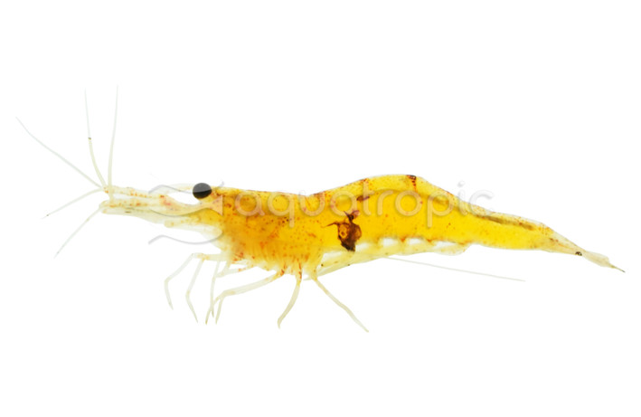 Orange Bee Shrimp :: 90003