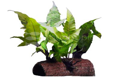 Plant on Coco Husk :: 80200