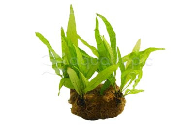 Plant on Coco Mat :: 80201