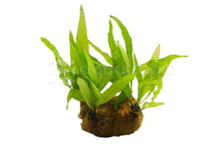 Plant on Coco Mat :: 80201