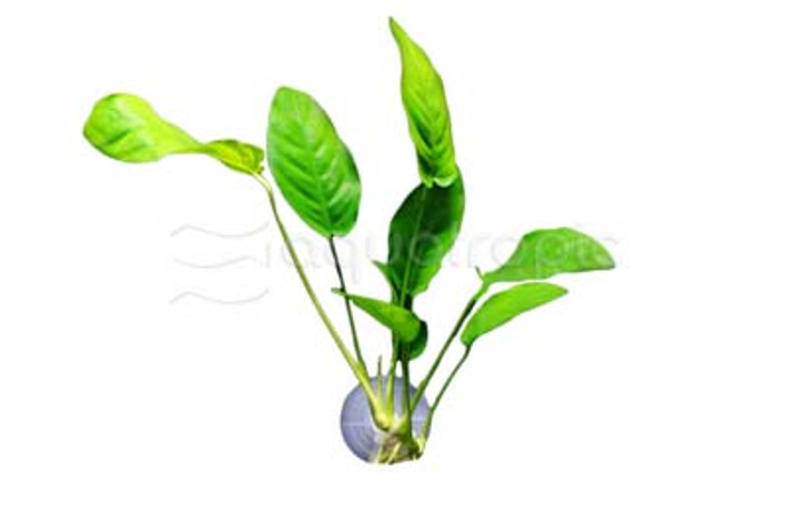 Anubias with Suction Cup :: 80207