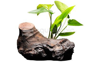 Anubias on Driftwood :: 80209