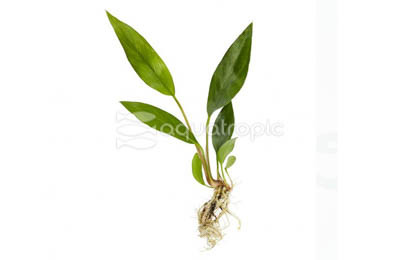 Anubias Frazeri (M) :: 80236