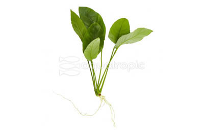 Anubias nana (M) :: 80237