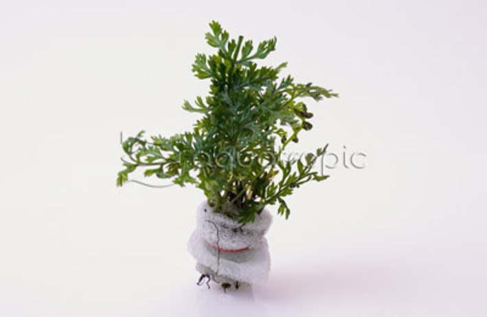 African Bolbitis Mini Fern (rooted) :: 80300