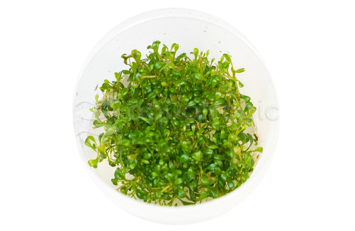 Glossostigma elatinoides Cup AT :: 80508
