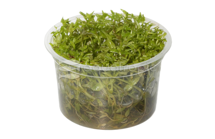 Gratiola viscidula :: 80509