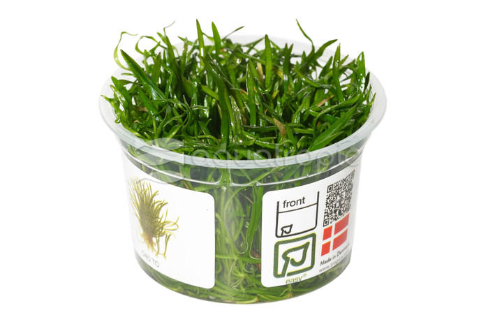 Lilaeopsis brasiliensis :: 80515