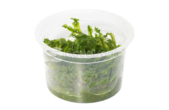 Monosolenium tenerum :: 80521