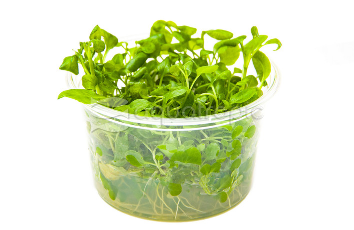 Lobelia cardinalis Cup AT :: 80547