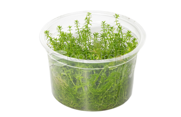 Myriophyllum 'Guyana' :: 80559