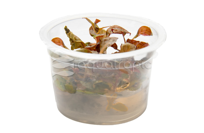 Alternanthera reineckii Cup AT :: 80568