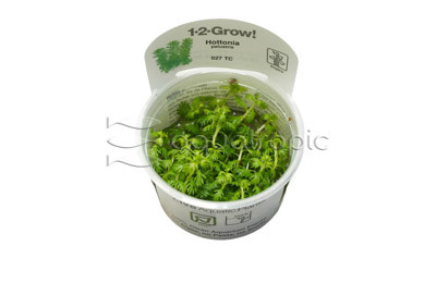 Hottonia palustris :: 80609