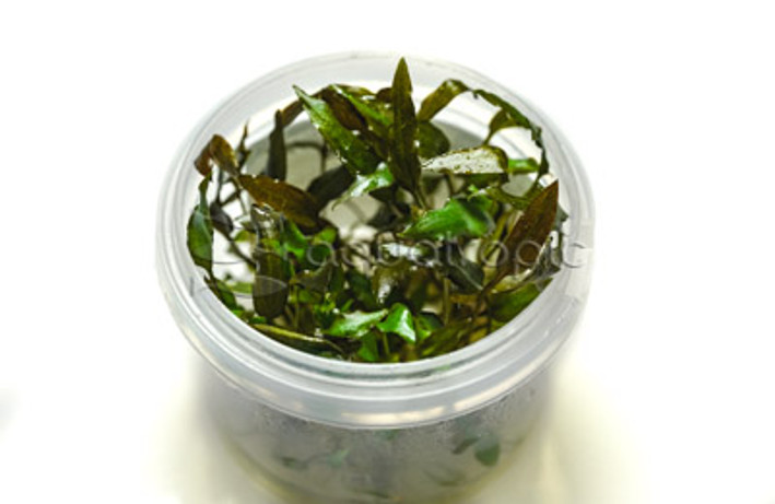 Cryptocoryne wendtii Broad Leaf Cup AT :: 80615