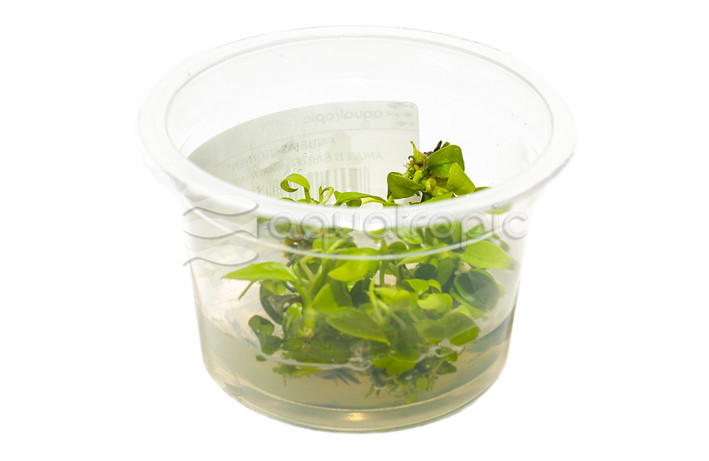 Anubias "Golden" Cup AT :: 80618