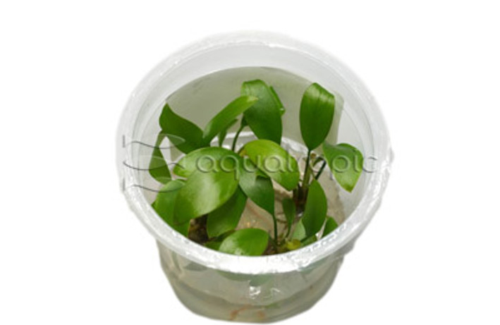 Anubias gigantea Cup AT :: 80700