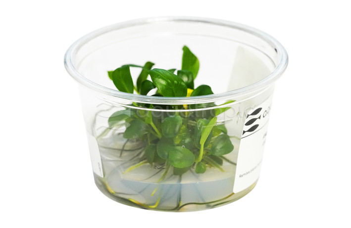 Anubias nana 'Petite' Cup AT :: 80738