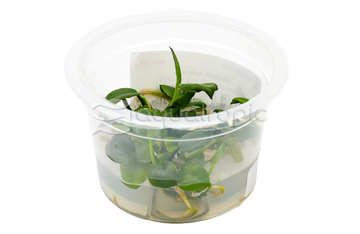 Anubias nangi Cup AT :: 80739