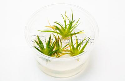 Eriocaulon cinereum 'Ashy Pipwort' Cup AT :: 80740