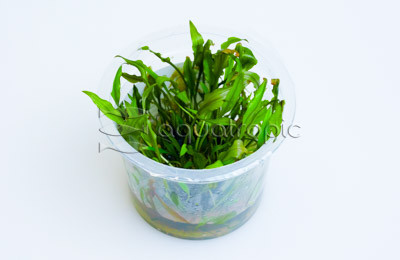 Cryptocoryne beckettii Cup AT :: 80743