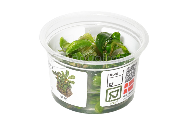 Bucephalandra pygmaea 'Bukit Kelam' :: 80756