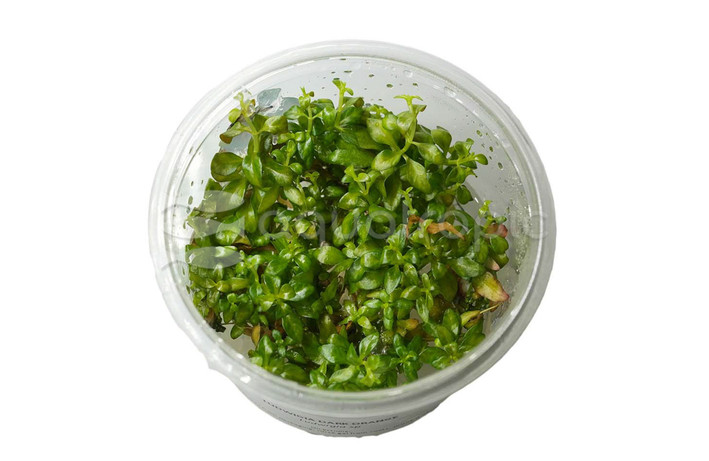 Ludwigia Dark Orange Cup AT :: 80763