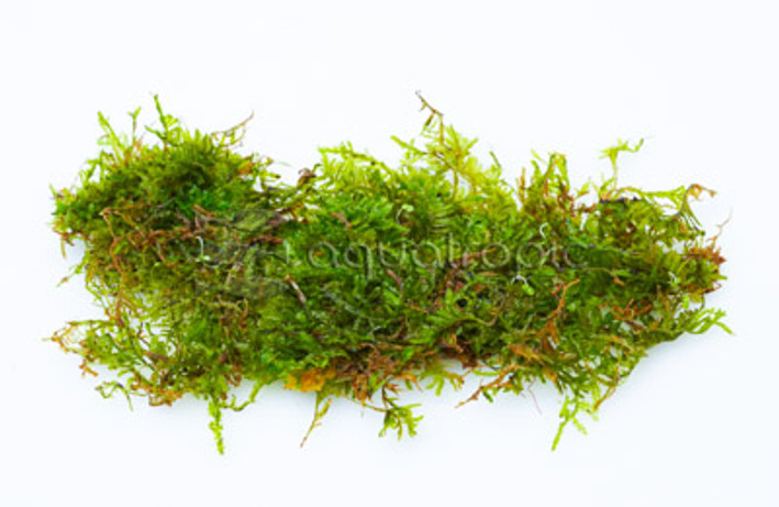 Moss Christmas (flat pack) :: 83538