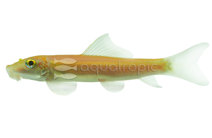 Gold Algae Eater :: 00001