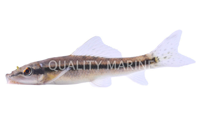 Chinese Algae Eater :: 00000