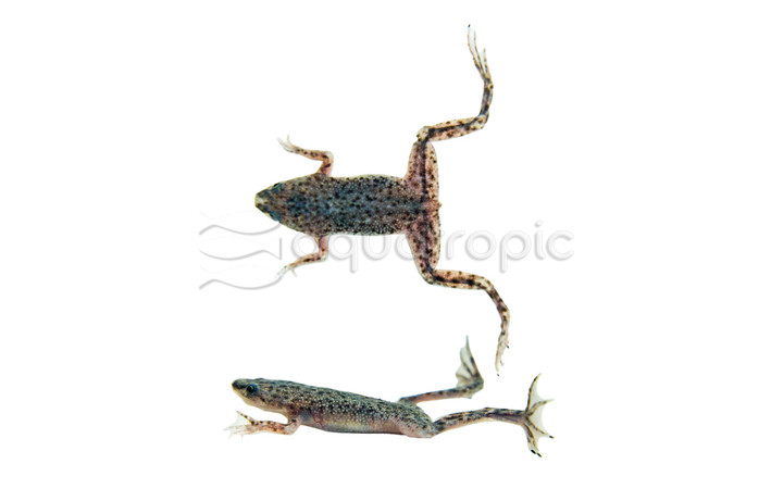 Dwarf African (US bred) Frog :: 01003