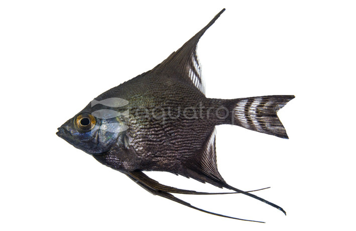 Black Angelfish :: 03000