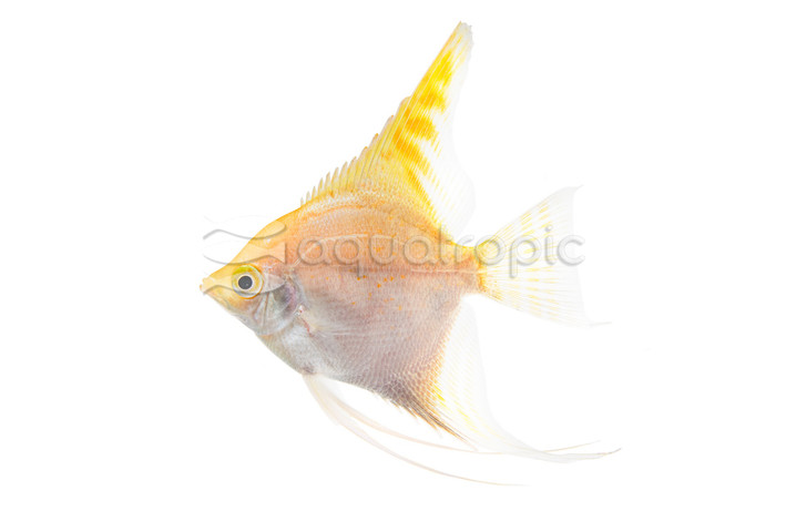 Gold Angelfish :: 03006