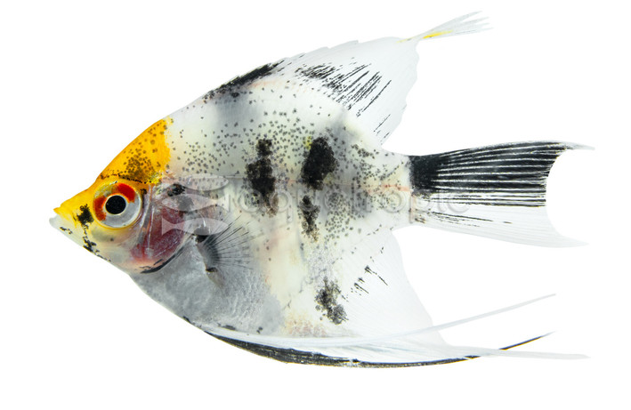 Koi Angelfish :: 03010