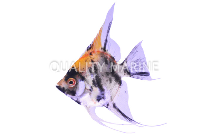 Koi Angelfish :: 03010