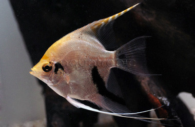 Gold Pearlscale Angelfish :: 03011