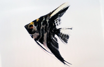 Marble Pearlscale Angelfish :: 03012