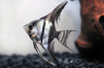 Half Black Angelfish :: 03024