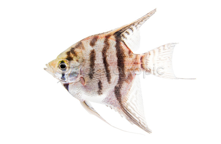 Blue Leopard Angelfish :: 03036