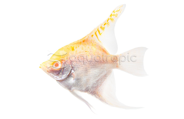 'False Altum' Peruvian Albino Angelfish :: 03045