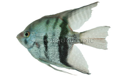 Zebra Black Angelfish :: 03051