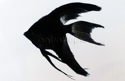 Black Veil Angelfish :: 03121