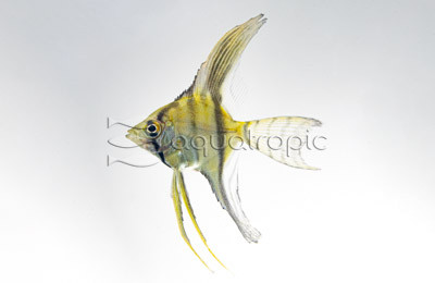 Silver Veil Angelfish :: 03126