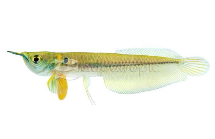 Silver w/egg sac Arowana :: 06202