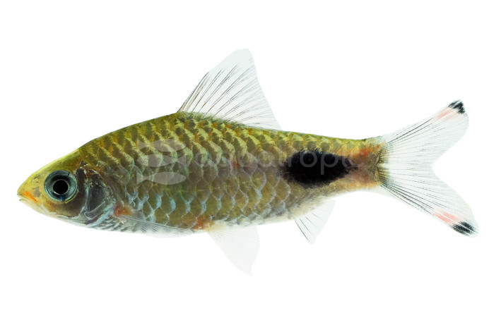 Mascara Barb :: 08001