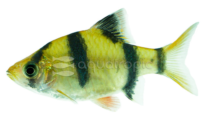 Tiger Barb :: 08008