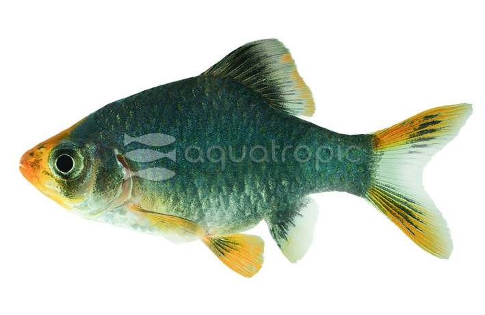 Tiger Green Barb :: 08010