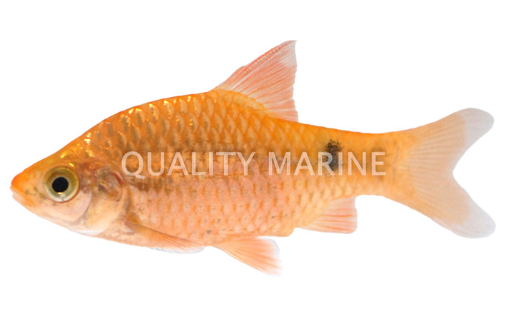 Rosy Neon Barb :: 08017