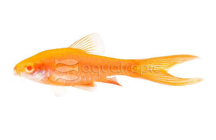 Cherry Albino Veiltail Barb :: 08026